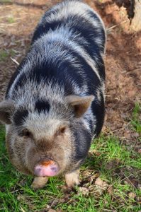 Dolly a spotted pot belly pig at the Calaveras Shelter