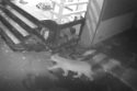 Mountain Lion Spotted In Phoenix Lake Area