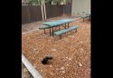 Sinkhole Prompts Twain Harte&rsquo;s Eproson Park Closure