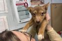 Giving A Four-Legged Friend A Forever Home