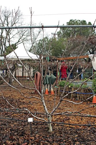 Now is the Time to Prune Fruit Trees - Vimarsana News