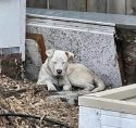 Dog Hit By Car Needs Forever Home Dog Hit By Car Needs Forever Home