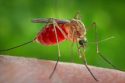 Mosquito biting person