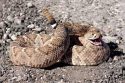Watch Your Step As Rattlesnakes Are Prevalent This Time Of Year