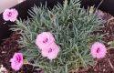 Dianthus, Known By Many Names Including Gillyflowers