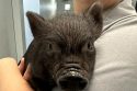 A Pair Of Goats And Baby Pot Belly Pig Missing Owners