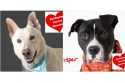 Get A Forever Friend For Half The Price