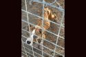 Several Dogs Found Living In Horrid Conditions &nbsp;