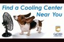 Four-legged Friends Need To Beat The Heat Too