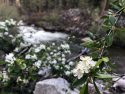 Forest Updates Wilderness Conditions