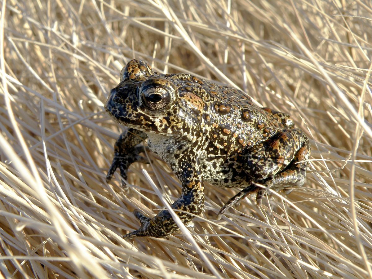 US to reopen review of Nevada geothermal plant near endangered toad while legal battle is on hold - Vimarsana News