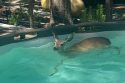 Deer Rescued From Pool Deer Rescued From Pool