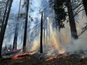 Forest Dry Meadows Prescribed Burn Update