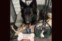 Update On SPD K9 Officer Hurt By Detainee