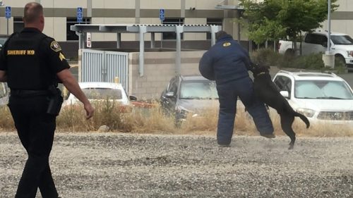 Calaveras County Volunteer Unit Witnesses Impressive K9 Demonstration - Vimarsana News