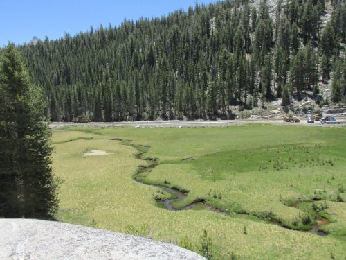 Restoration Efforts Continue At Pothole Thumb Meadow In Yosemite - Vimarsana News
