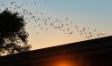 Bats Are Gardeners&rsquo; Friends