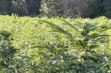Huge Illegal Grow Shutdown In Calaveras County