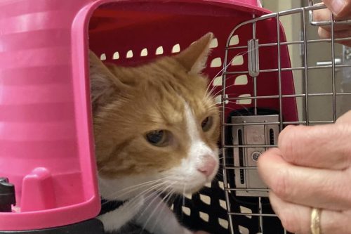 Two Mother Lode Animal Services Make Public Pleas - Vimarsana News