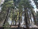 Quarry Fire In Stanislaus National Forest Up To 29 Acres