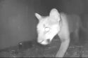 Two Mountain Lion Sightings In Mother Lode