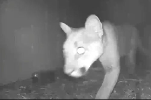 Two Mountain Lion Sightings In Mother Lode - Vimarsana News