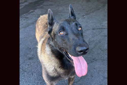 Six Dogs Seized In Recent Tuolumne County Pot Raids