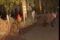 Black Bear Sightings In Sonora