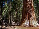 Mariposa Grove Road Closed For Almost Two Weeks