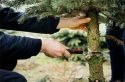 Getting Some Help From Forest To Pick Perfect Christmas Tree