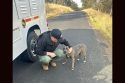 Two Dogs Illegally Dumped In Jamestown Area