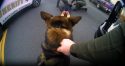 Spike Strips Used To End Amador County Chase
