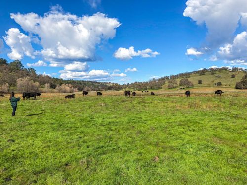 Ranch In Valley Springs Secures Conservation Easement - Vimarsana News