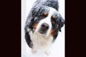 Keeping Animals Safe In Freezing Temperatures