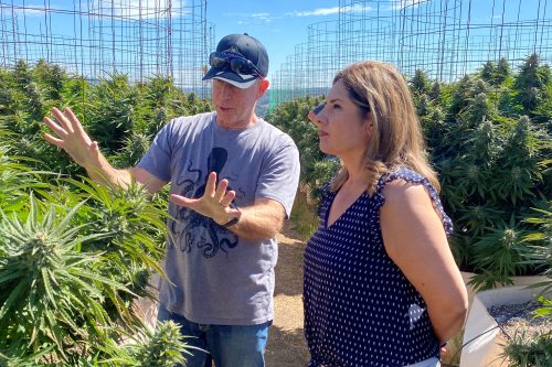 Mother Lode State Senator Pushing Bill To Crackdown On Illegal Pot Grows - Vimarsana News