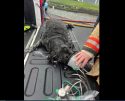 Dog Rescued From Calaveras House Fire
