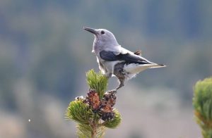 A Clark’s nutcrackers sits on a whitebark pine in Yosemite