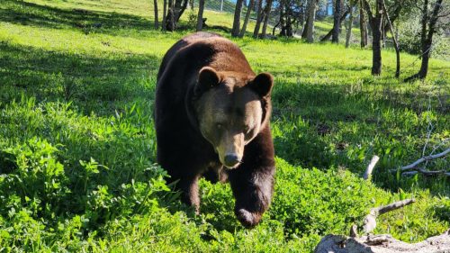 PAWS Celebrates Bears - Vimarsana News