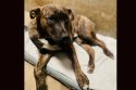 Help Needed To Offset Medical Costs For Shelter Dogs