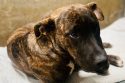 Update On Pup Injured After Falling Out Of Vehicle