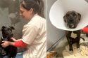 Update On Two Injured Pooches And New Abandoned Dog