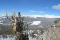 Whitebark pine in Yosemite National Park