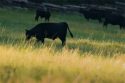 Alarming Farm And Ranch Losses In State Pushing Conservation Efforts