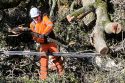 Chainsaw crews worked to clear a huge tree that came crashing down in Sonora on South Washington Street and brought down a power pole and lines.