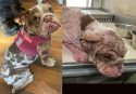 Abused Dog&rsquo;s Miraculous Transformation
