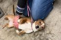 Finding A Forever Friend For Free