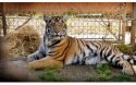 Confiscated Tiger With Rare Bone Disease Arrives At PAWS