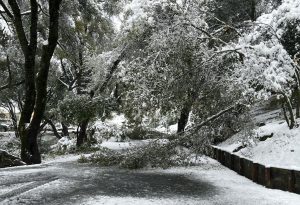 Trees down in Columbia