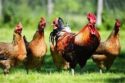 CDC Warns About Salmonella Outbreaks In Backyard Poultry
