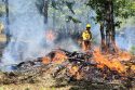 Pile Burning Operations Continue In Stanislaus National Forest